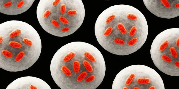 Illustratie van cellen met oranje mitochondriën, waar roodlichttherapie op inwerkt