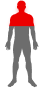Silhouette du corps avec la tête, les épaules et le buste marqués en rouge comme zone traitée