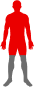 Silhouette du corps marquée en rouge de la tête jusque sous les genoux, zone traitée