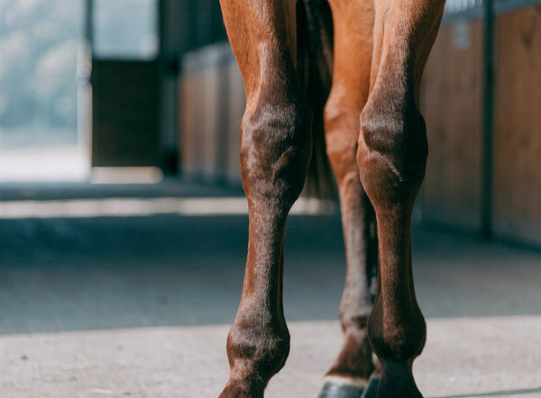 Tendons et articulations