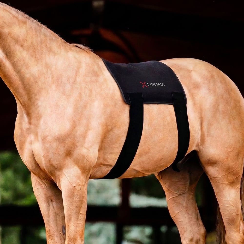 Thérapie par lumière rouge pour votre cheval
